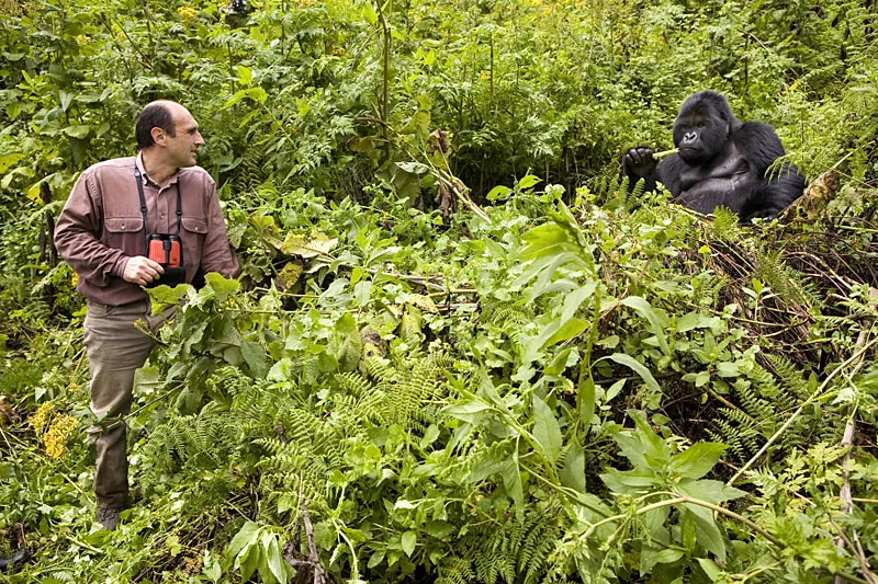 Un groupe de gorilles dans la végétation