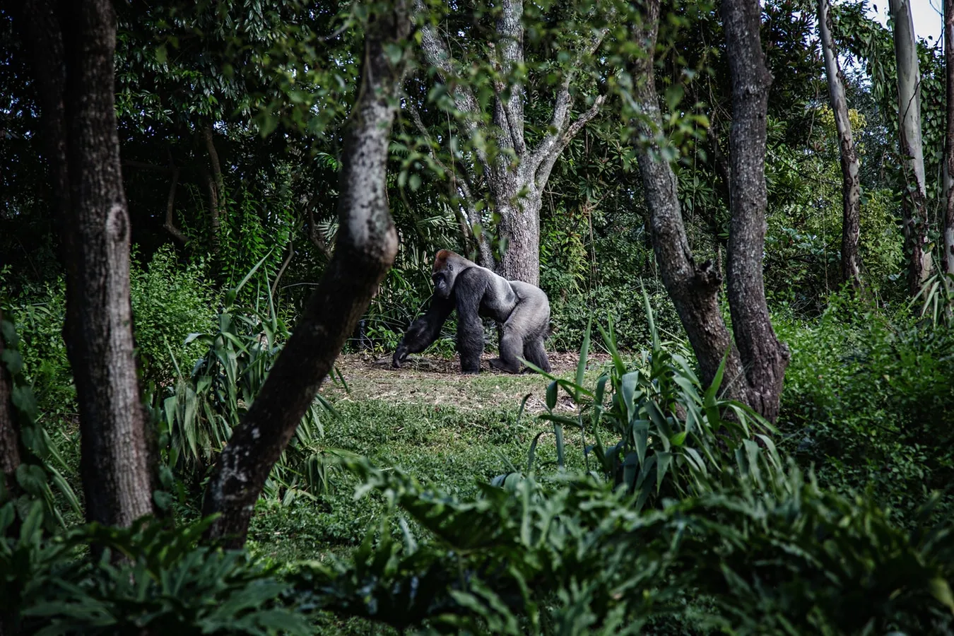 Un gorille dos argenté marche dans le sous-bois