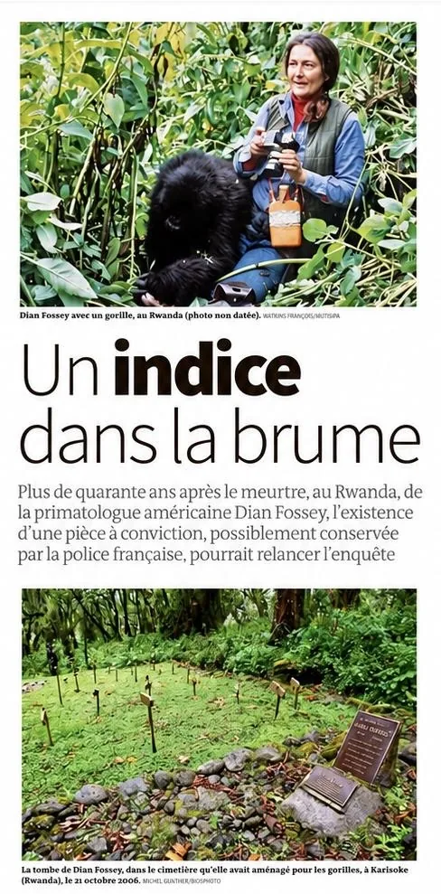 Extrait de l'article du Monde « Un indice dans la brume », avec une photo de Dian Fossey et un gorille et une photo de sa tombe à Karisoke