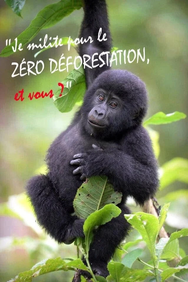 Bébé gorille suspendu à une branche, avec le texte : Je milite pour le zéro déforestation, et vous ?