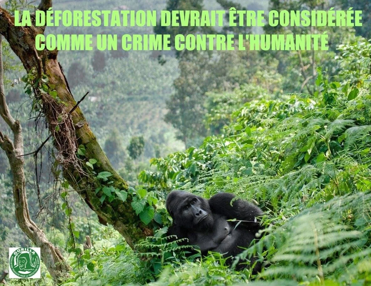 Gorille dos argenté dans la végétation, avec le texte : La déforestation devrait être considérée comme un crime contre l'humanité